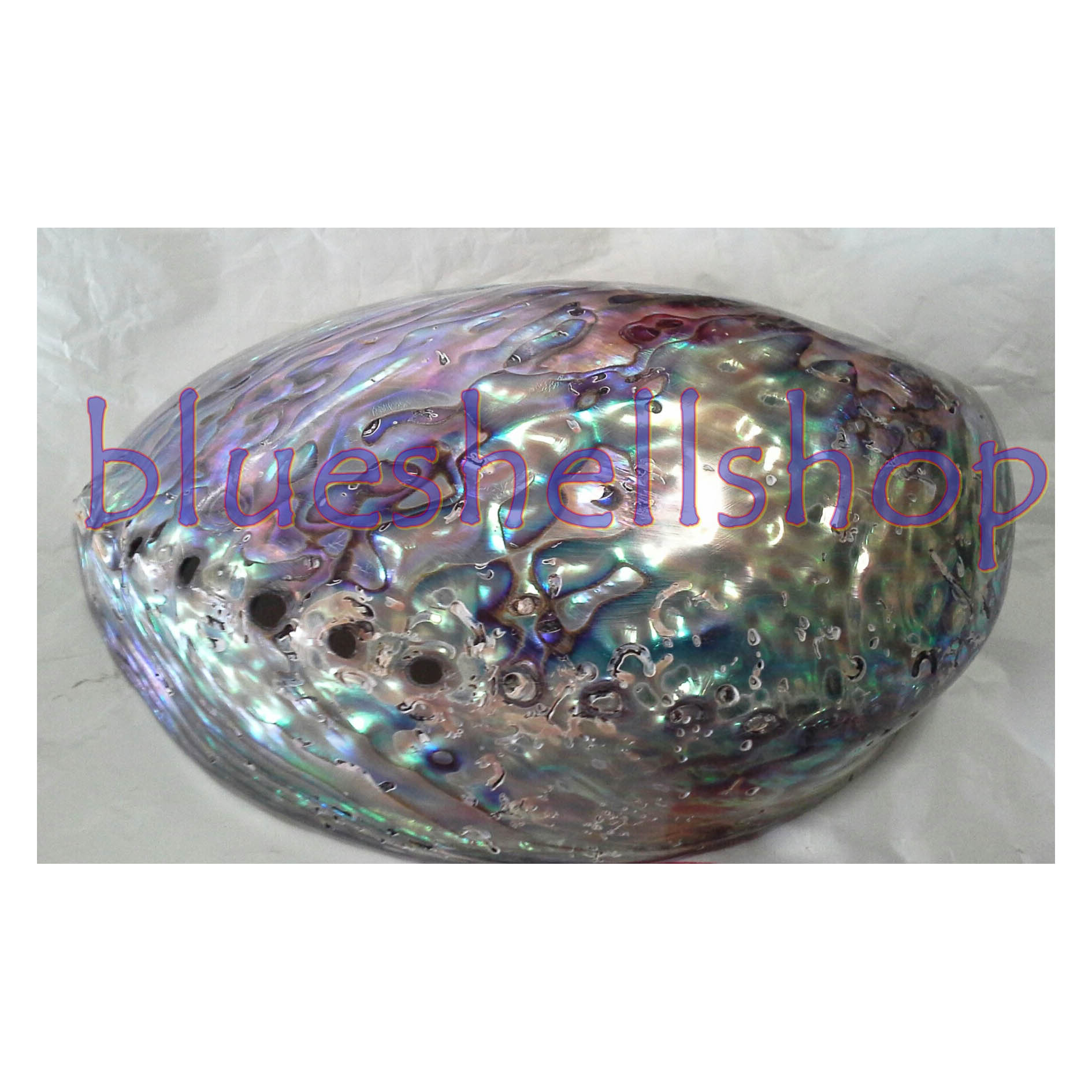 หอยเป๋าฮ้อ