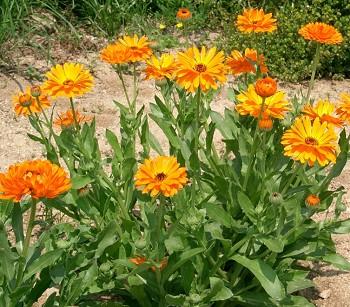คาเลนดูล่า - Calendula (ดอกไม้กินได้)