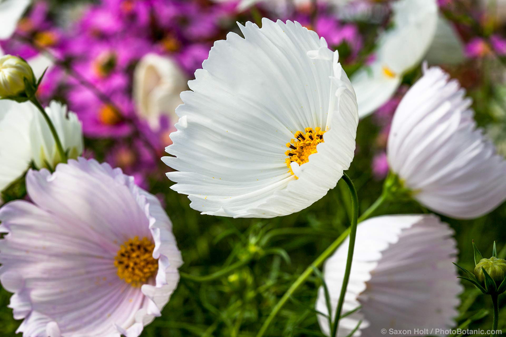 ดาวกระจายคัพเค้กคละสี - Cupcakes Mixed Cosmos