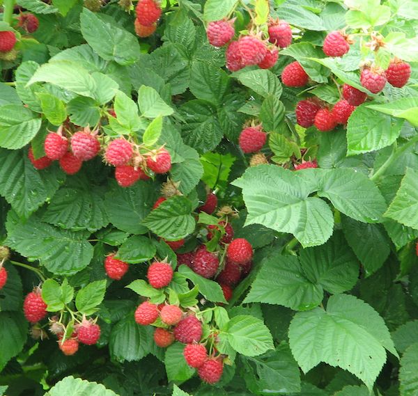 ราสพ์เบอรี่แดง - Red Raspberry