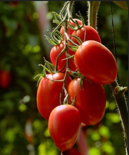มะเขือเทศโรม่า - Roma Tomato