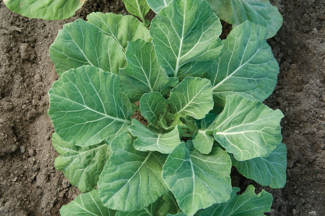 คอลลาร์ดเวทส์ - Vates Collard