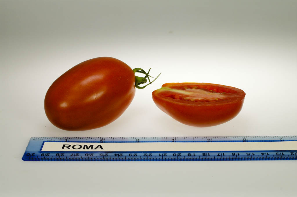 มะเขือเทศโรม่า - Roma Tomato