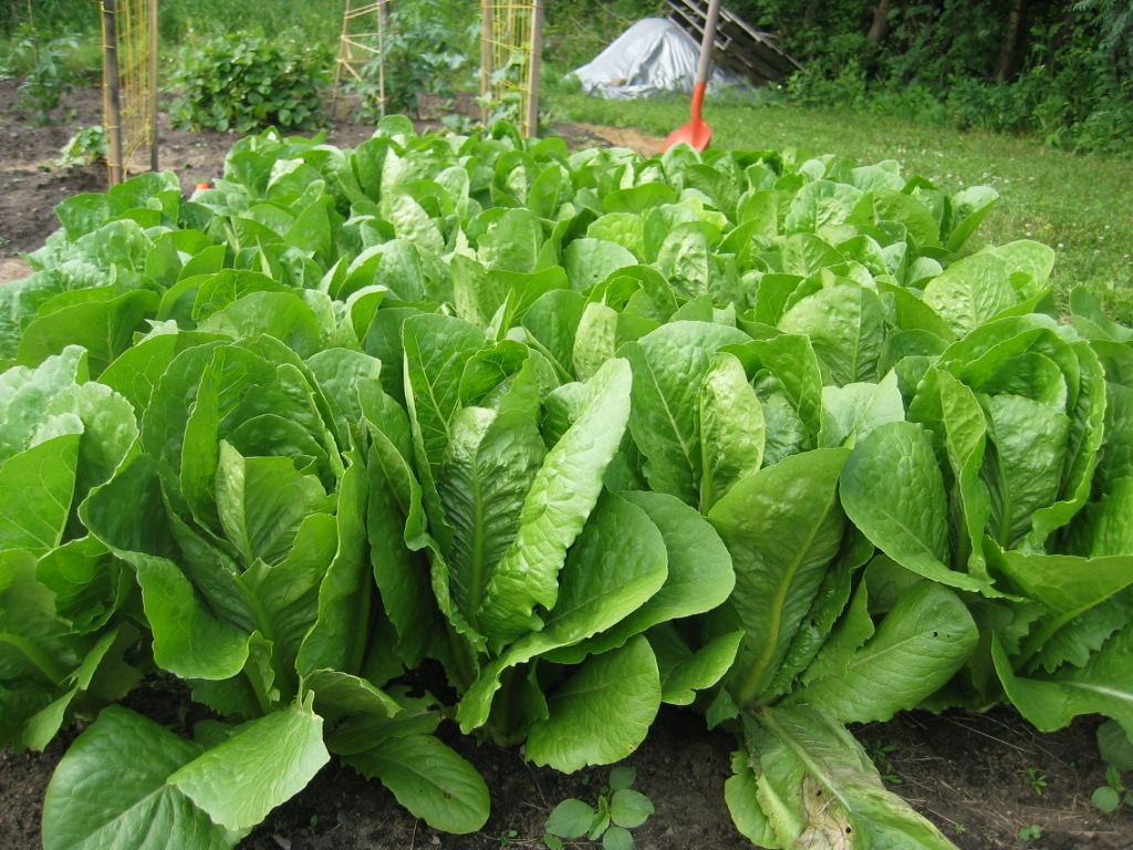 ผักสลัดคอส - Cos Lettuce