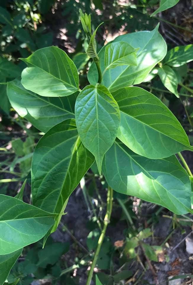 ชาชงผักเชียงดา ชาเชียงดา Gymnema tea ขนาดบรรจุ 30 ซองชา ชาชงผักเชียงดา ได้รับเครื่องหมาย ประทับตรา NFI ชาผักเชียงดา ปลอดสาร ไม่ผสมสมุนไพรตัวอื่นๆ เหมาะสำหรับผู้ที่มีปัญหา เบาหวาน ความดันโลหิตสูง ไขมันพอกตับ ไขมันในเส้นเลือด ช่วยในเรื่องลดคลอเรสเตอรอล