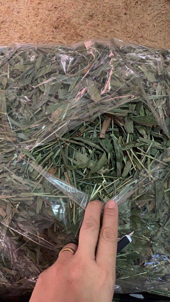 หญ้ารีแพร์ น้ำหนัก 50 กรัม 🌿 Premium Dried Repair Grass 📦 50g | Premium Grade ✨ หญ้ารีแพร์แบบอบแห้ง ชารีแพร์ Repair Grass คัดเกรด รับรองคุณภาพ🌿 အရည်အသွေးမြင့် အခြောက်ခံထားသော ပြန်လည်ပြုပြင်ရေးမြက်