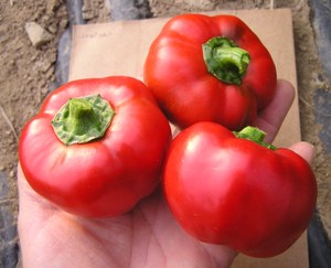 พริกหวานฟักทองสีแดง - Red Pimento Pepper