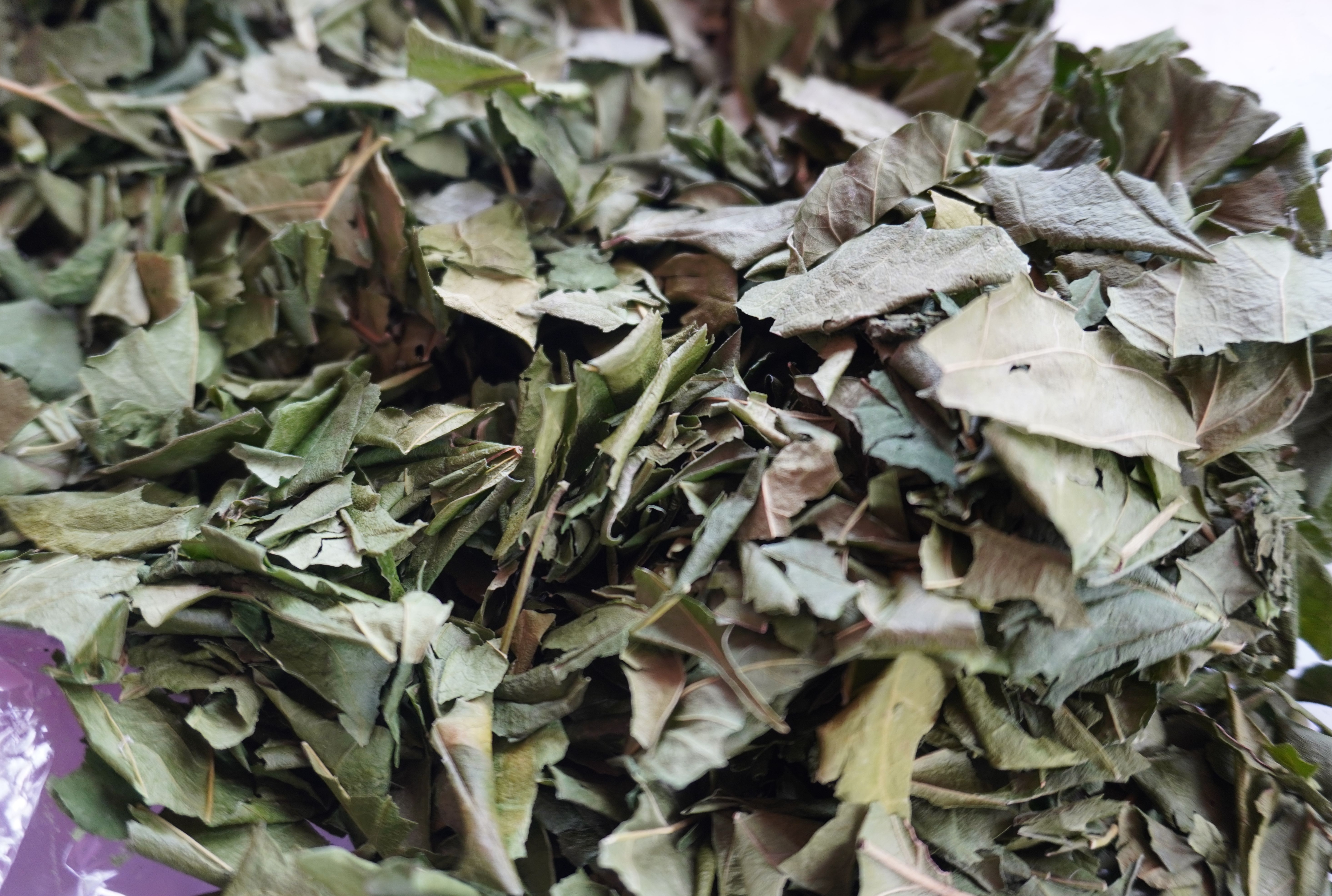 เชียงดาอบแห้ง ชาเชียงดา ขนาด 500 กรัม ใบเชียงดาปลอดสาร Gymnema inodorum ได้รับเครื่องหมาย ประทับตรา NFI ผักเชียงดาปลอดสาร ไม่ผสมสมุนไพรตัวอื่นๆ เหมาะสำหรับผู้ที่มีปัญหา เบาหวาน ความดันโลหิตสูง ไขมันพอกตับ ไขมันในเส้นเลือด ช่วยในเรื่องลดคลอเรสเตอรอล