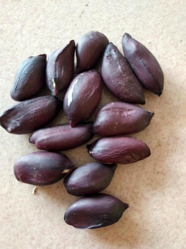 ถั่วลิสงผิวดำ - Black Peanut