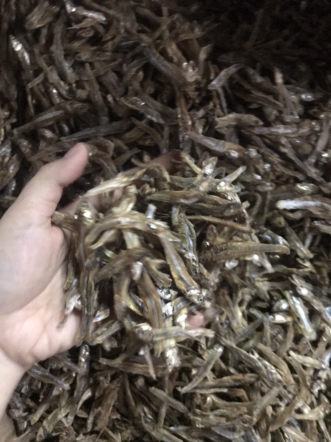 ปลากะตัก ปลากะตักแห้ง เนื้อหนา รสเข้มข้น ตากแห้งธรรมชาติ 🌊 Quality Dried Snakehead Fish 🌊 ✨ 100% Natural Sun-Dried Snakehead Fish 🐟✨ #ปลากะตักแห้ง #คุณภาพดี ทอดกรอบ ต้มแกง ผัดพริก อร่อยทุกเมนู!