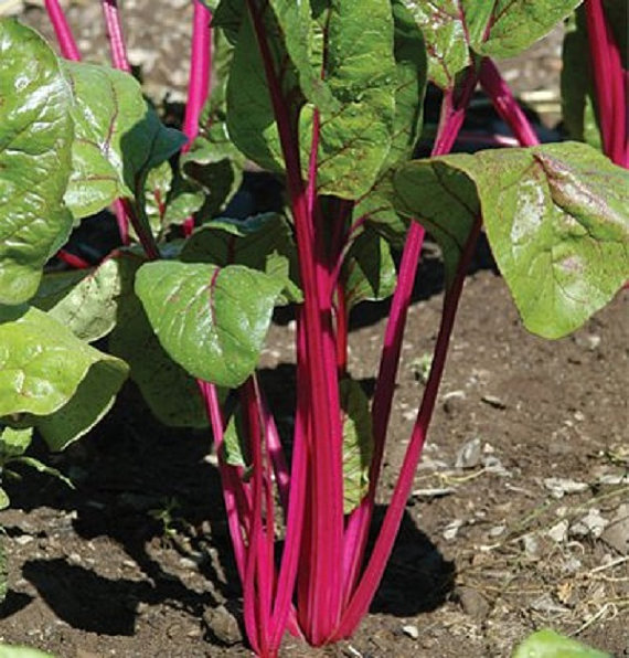สวิสชาร์ดสีชมพู - Pink Lipstick Swiss Chard