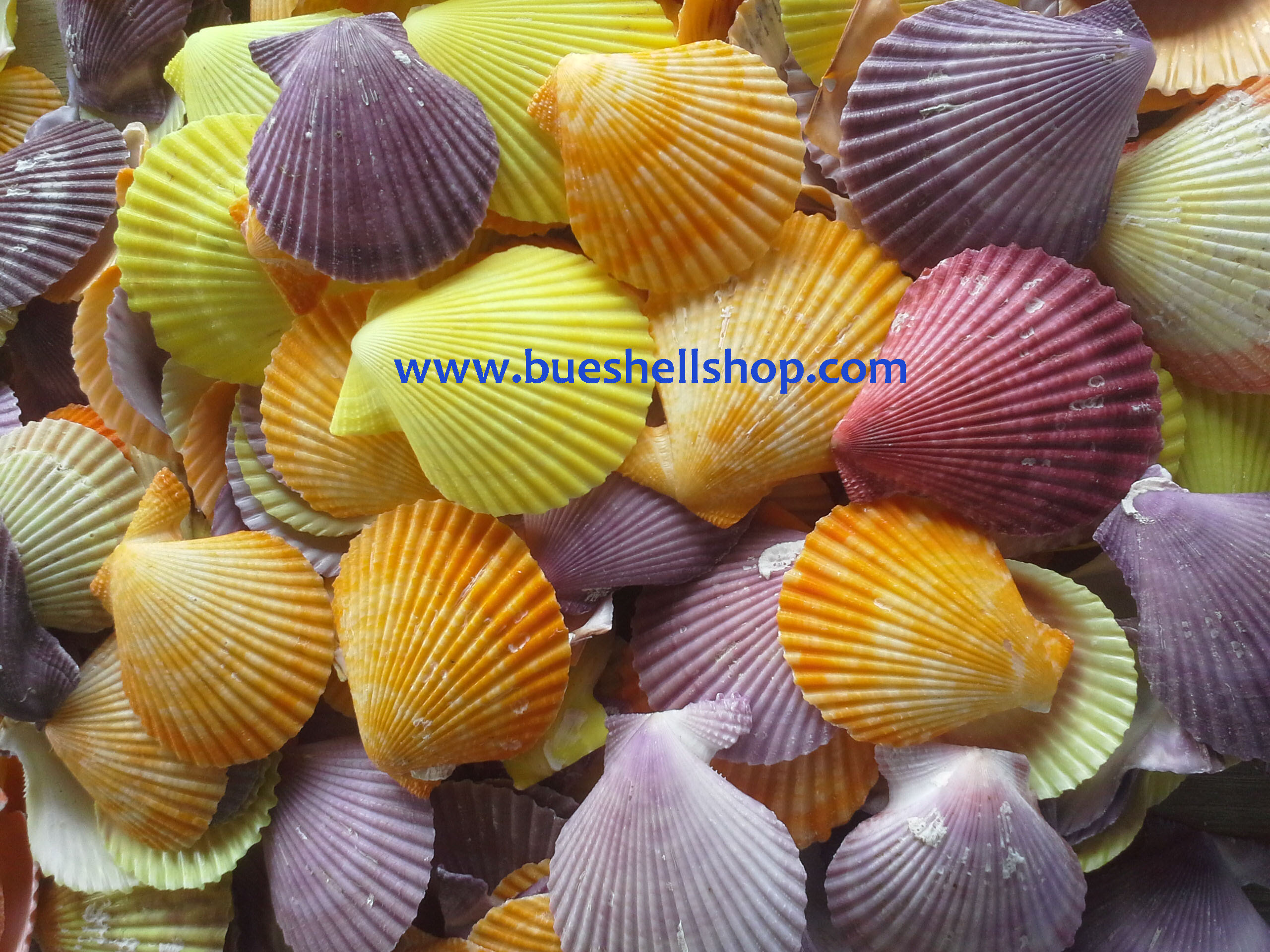 เปลือกหอยเชลล์สี