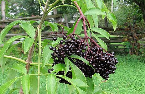 เอลเดอร์เบอรี่ยุโรป - European Elderberry