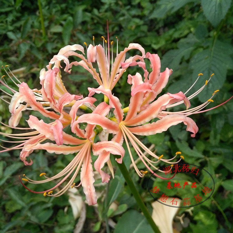 หัวลิลลี่แมงมุมสีชมพูกลีบหยิก - Pink Curling Spider Lily (Lycoris Sp.) 1 หัว