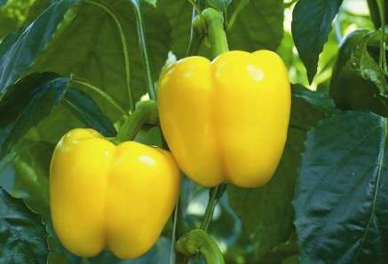 พริกหวานสีเหลือง - Golden California Pepper
