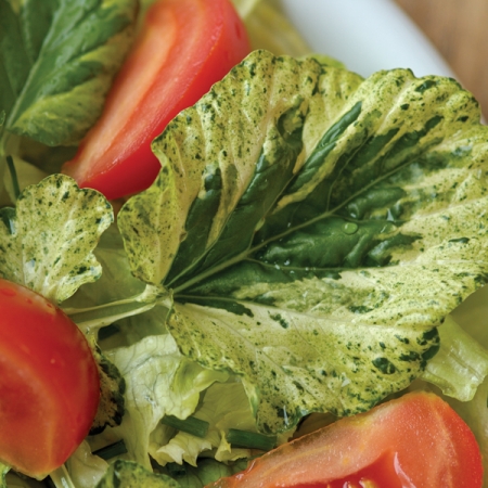 เครสใบด่าง - Variegated Cress