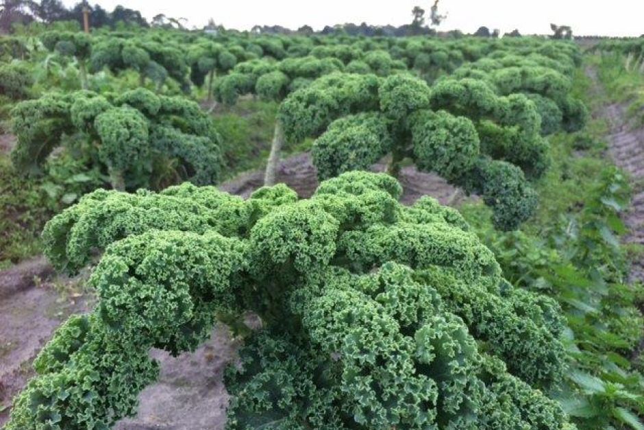 เคลใบหยิก - Dwarf Blue Curled Kale