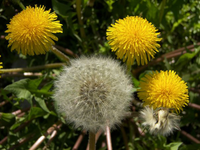 รากแดนดิไลออน - Dandelion 10 ราก