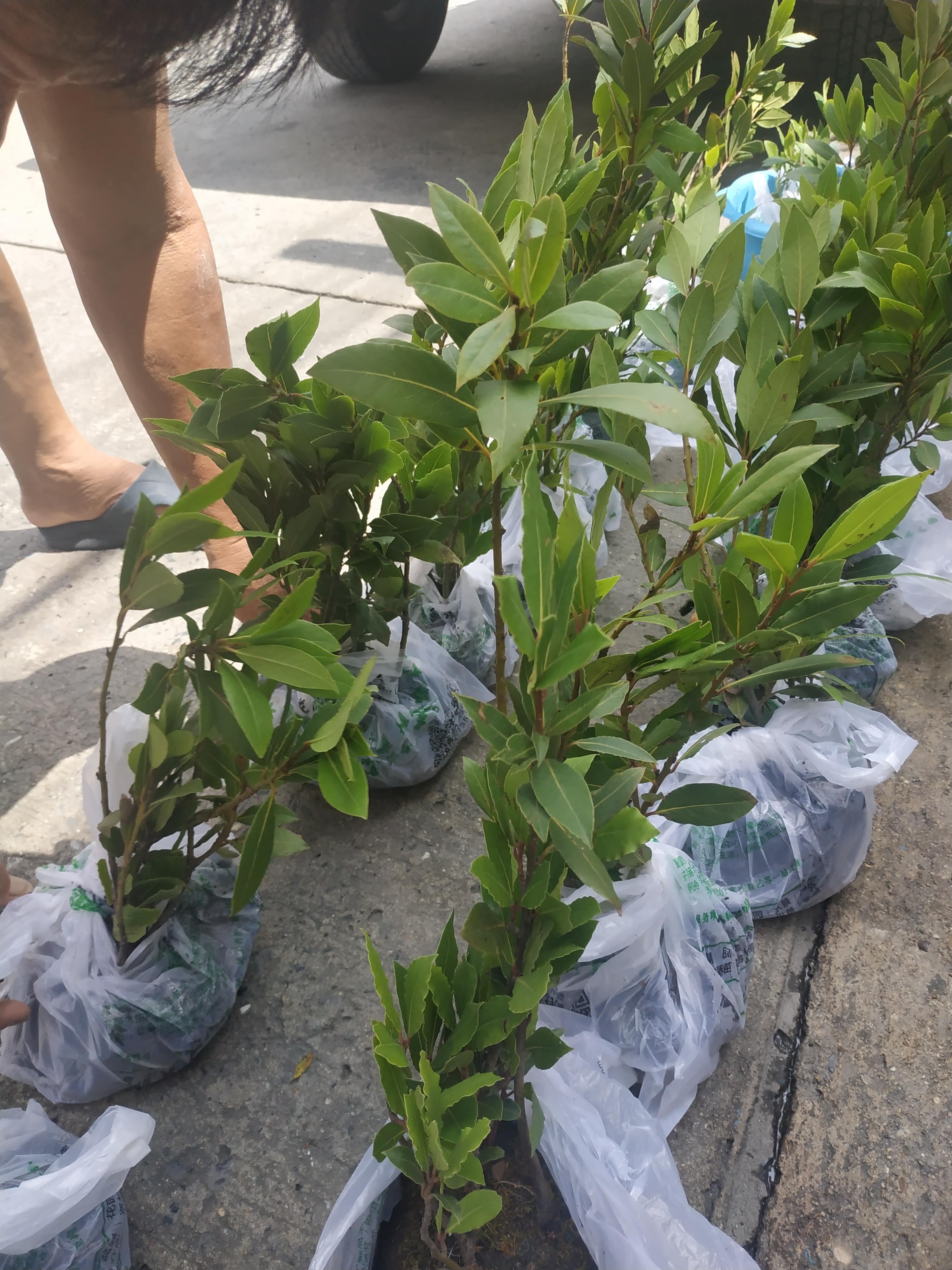 ต้นกระวาน - Bay leaf (Laurus nobilis)