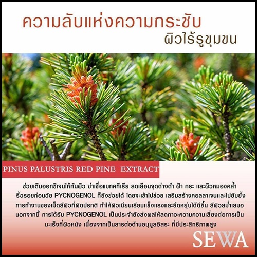 น้ำโสมเซวา SEWA By วุ้นเส้น