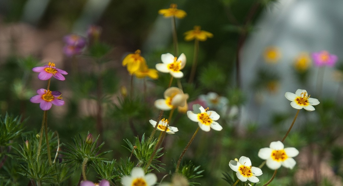 เลปโตซิฟอนคละสี - Mixed Leptosiphon