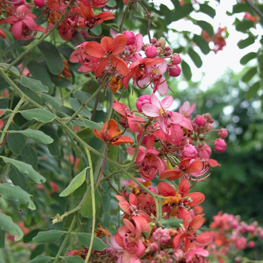 คูนแดง - Cassia marginata