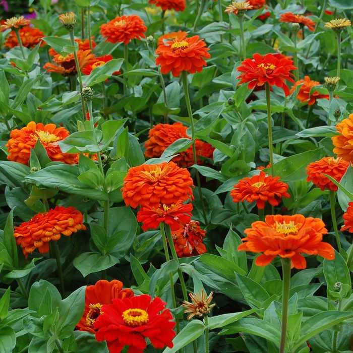 บานชื่นสีส้มคละชนิด - Orange King Zinnia