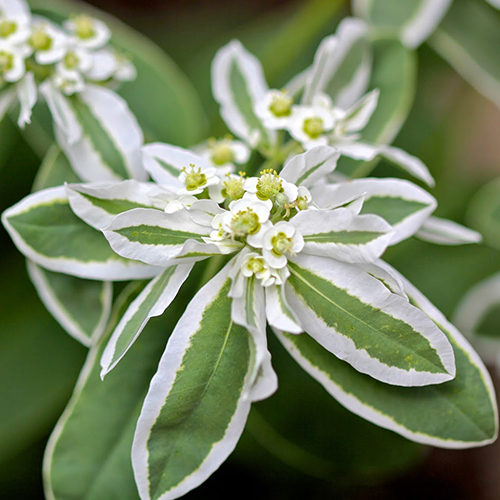 สโนว์ออนเดอะเมาท์เทน - Snow on the mountain (Euphorbia marginata)
