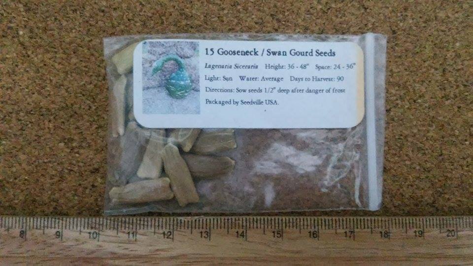 ฟักคอหงส์ - Gooseneck Gourd