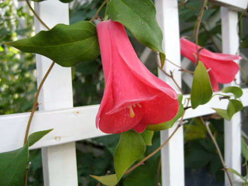 ดอกระฆังชิลี - Chilean Bell Flower