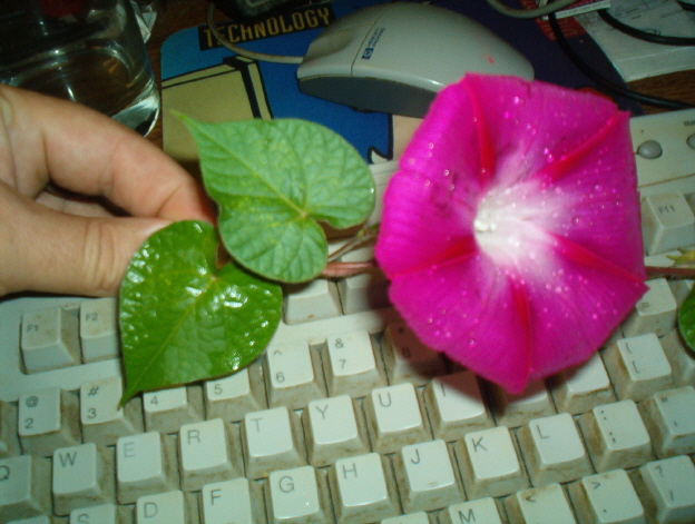 มอร์นิ่งกลอรี่สกาเล็ตโอฮาร่า - Scarlet O'Hara Morning Glory