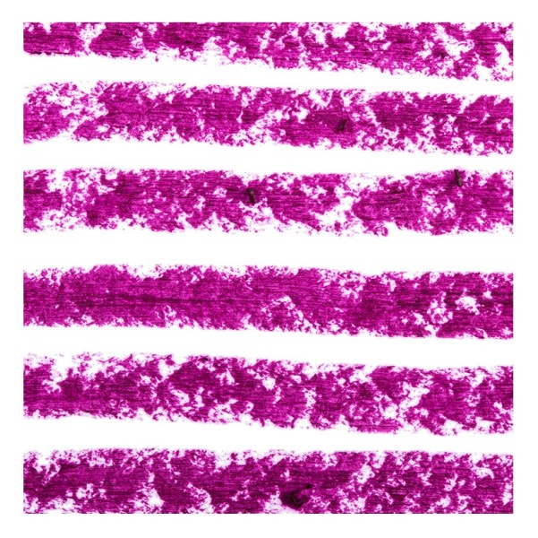 SIGMA :: Lip Base ดินสอเขียนขอบปาก เนื้อครีม สีติดทนนาน ไม่แห้งกรอบ อ่อนโยน ไม่ใส่สารกันเสีย เลือกสีด้านใน