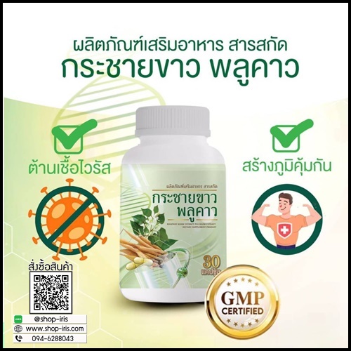 กระชายขาวผสมพลูคาว