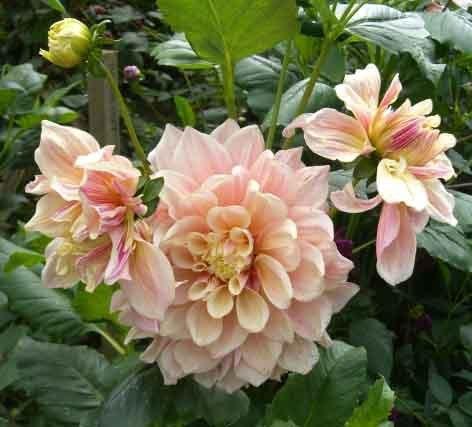 รักเร่ดินเนอร์เพลทคละสี - Mixed Dinner Plate Dahlia