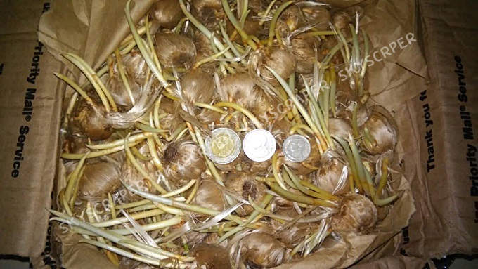 หญ้าฝรั่น - Crocus Sativus (Saffron)