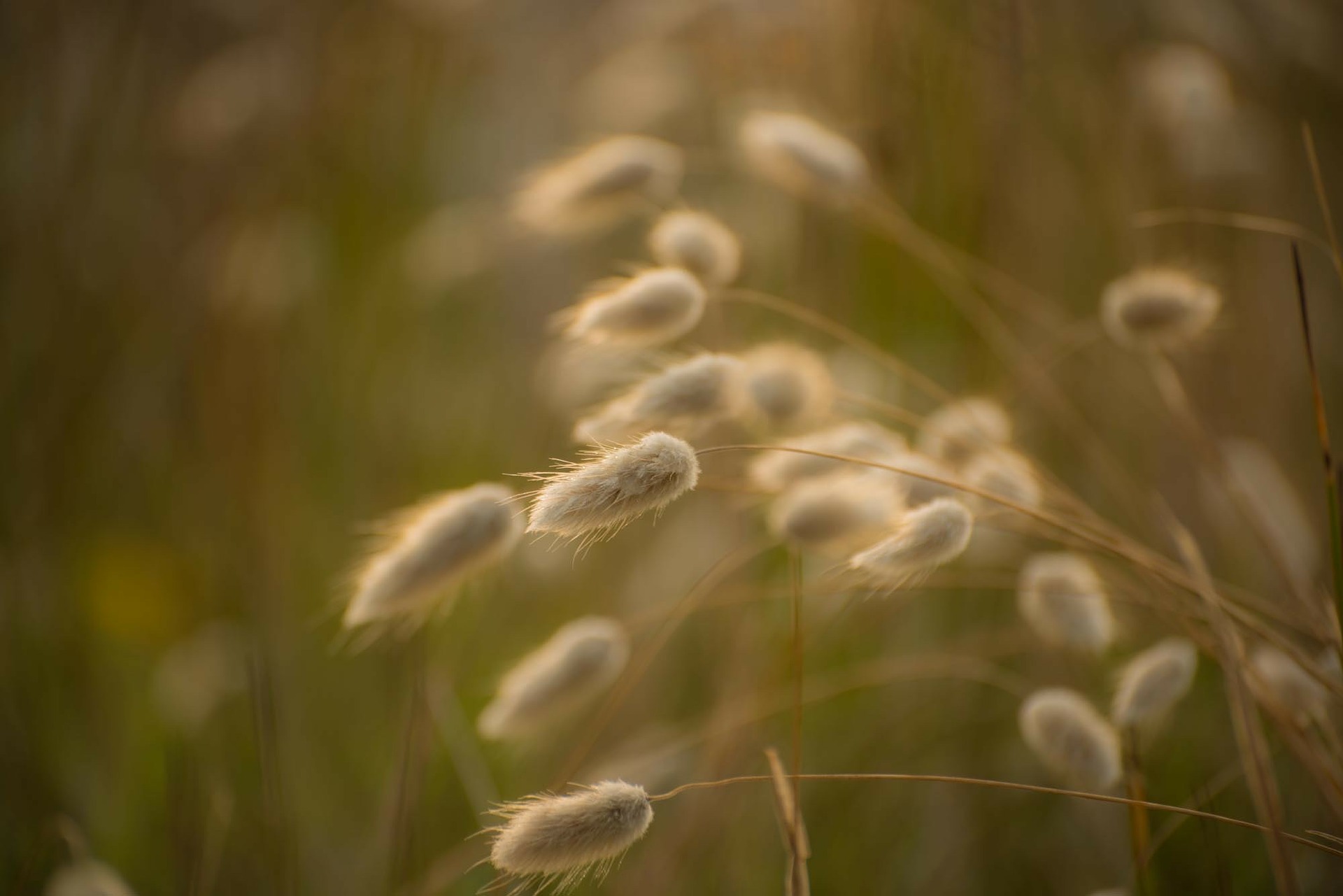 หญ้าหางกระต่าย - Bunny Tail Grass 100 เมล็ด