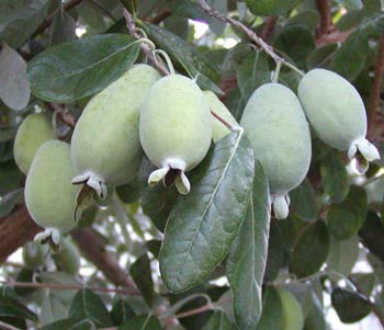 ฝรั่งสับปะรด - Pineapple Guava (Feijoa sellowiana)