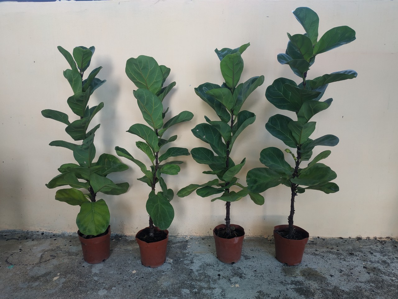 ต้นไทรใบสัก - Fiddle Fig (Ficus lyrata)