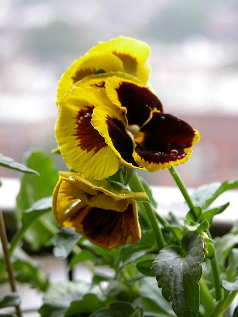 แพนซีบรูนิก - Pansy Brunig