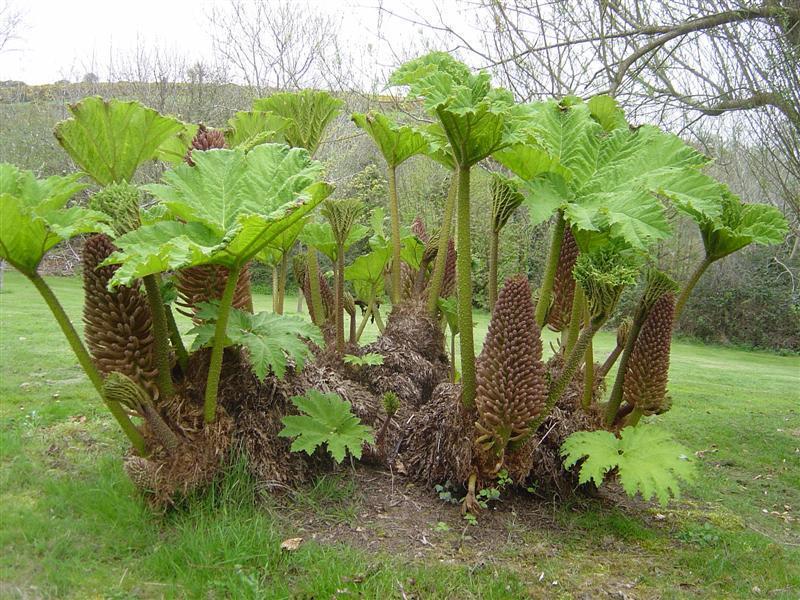 ผักกาดไดโนเสาร์ - Giant Rhubarb