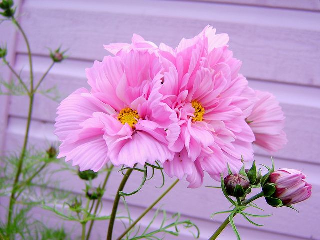 ดาวกระจายดอกซ้อนสีชมพู - Double Click Rose Bonbon Cosmos