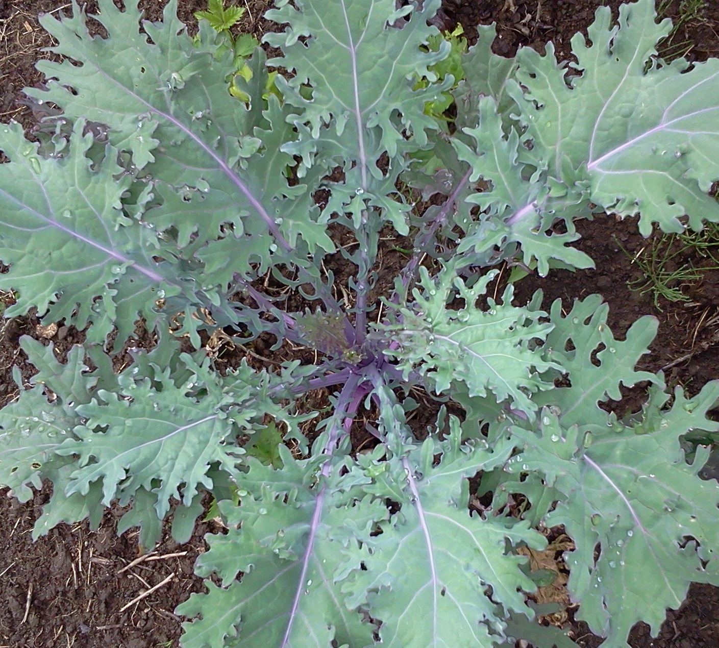 เคลรัสเซียสีแดง - Red Russian Kale