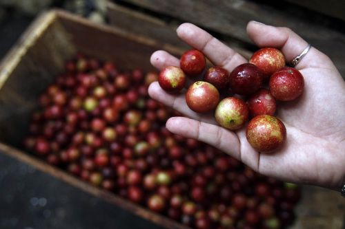 คามู คามู - Camu Camu (Myrciaria dubia) วิตามินซีสูง