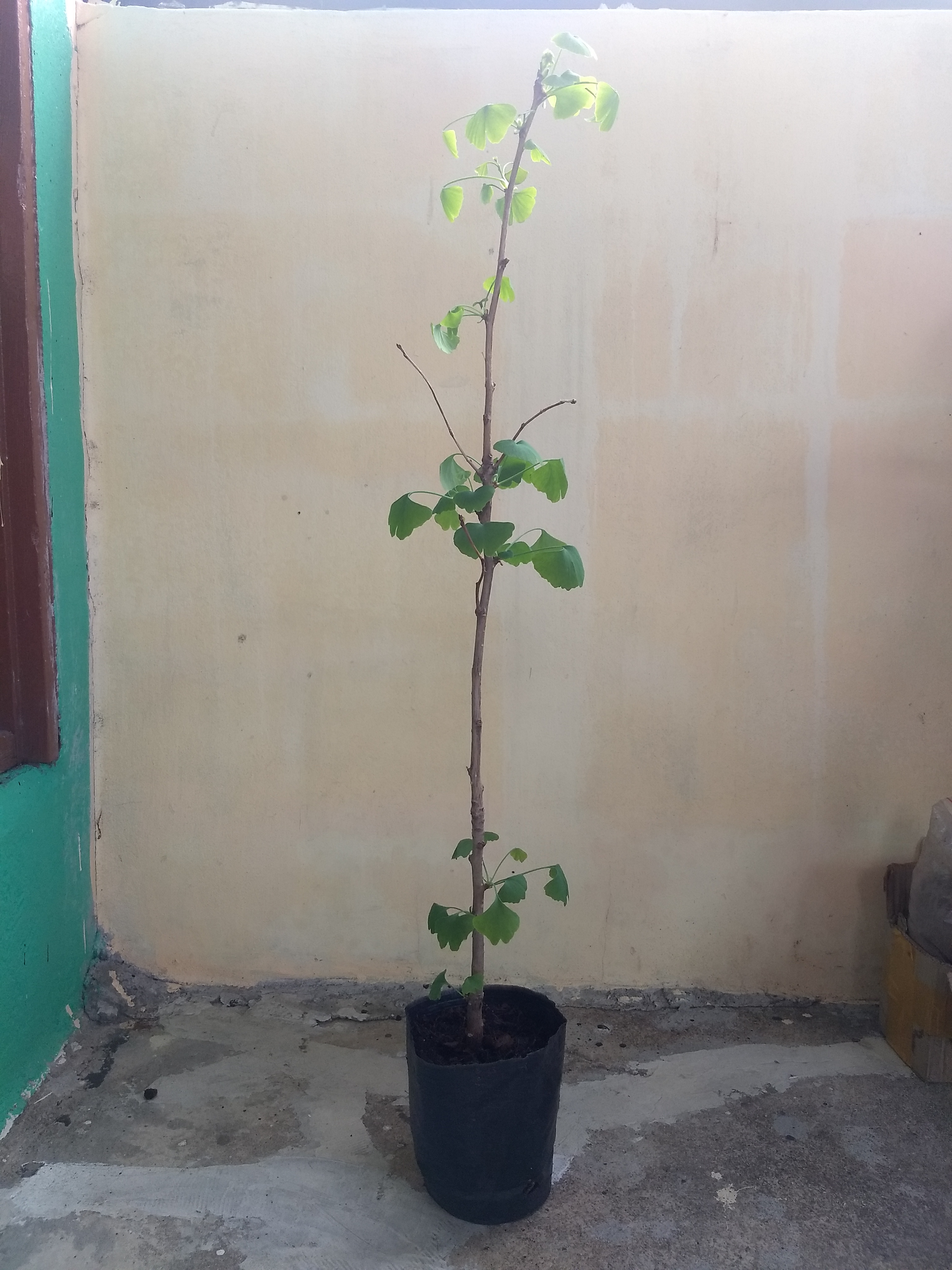 ต้นแปะก๊วย - Gingko