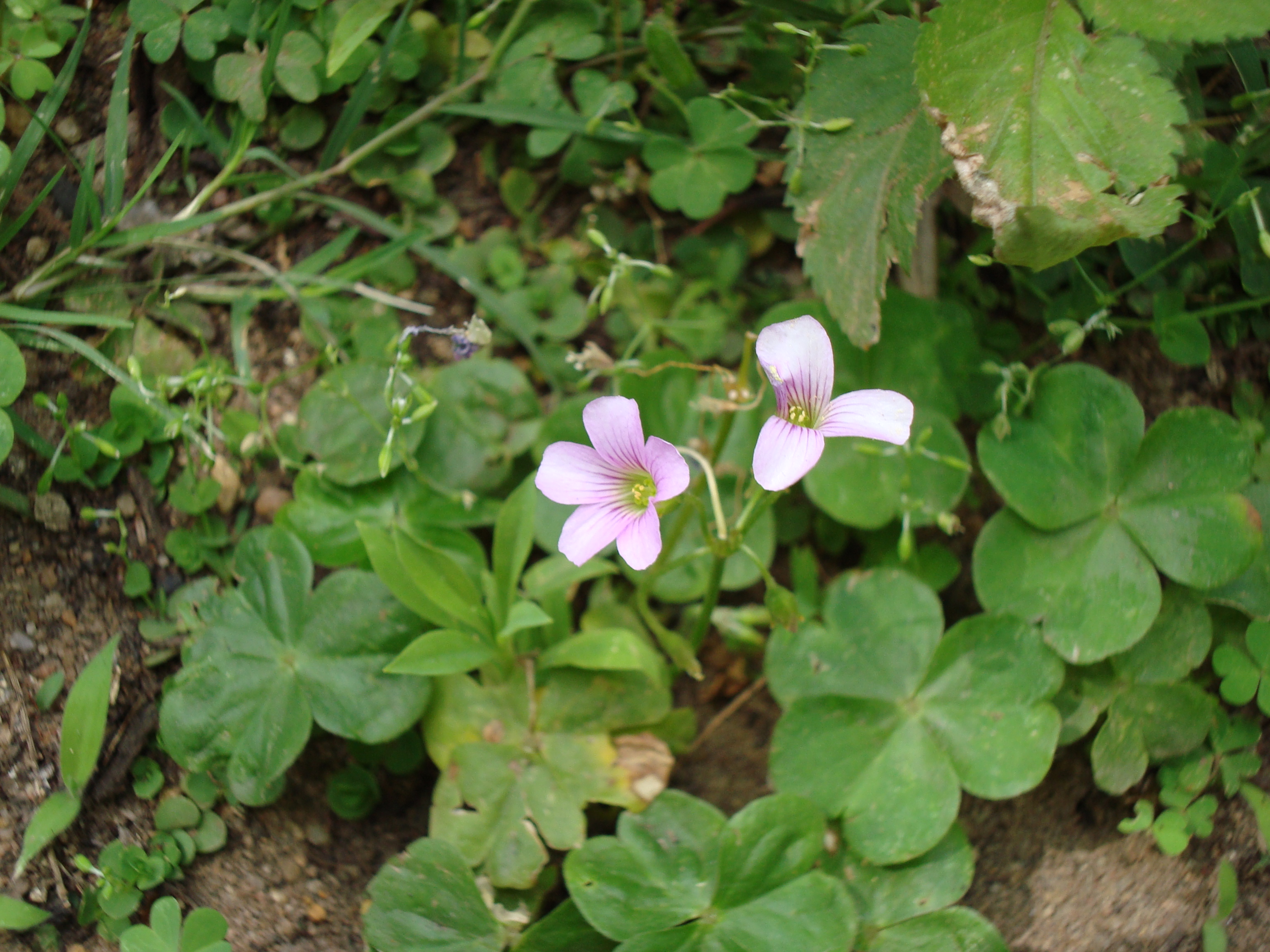 รากผักแว่นดอย - Oxalis corymbosa 50 กรัม