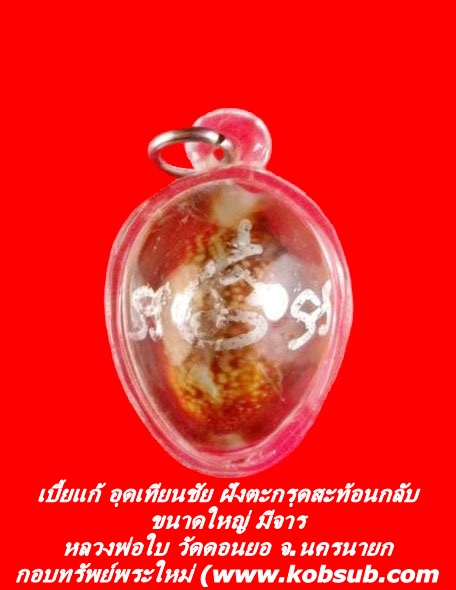 เบี้ยแก้ อุดเทียนชัยฝังตะกรุดสะท้อนกลับ มีจาร ขนาดใหญ่ หลวงพ่อใบ วัดดอนยอ จ.นครนายก