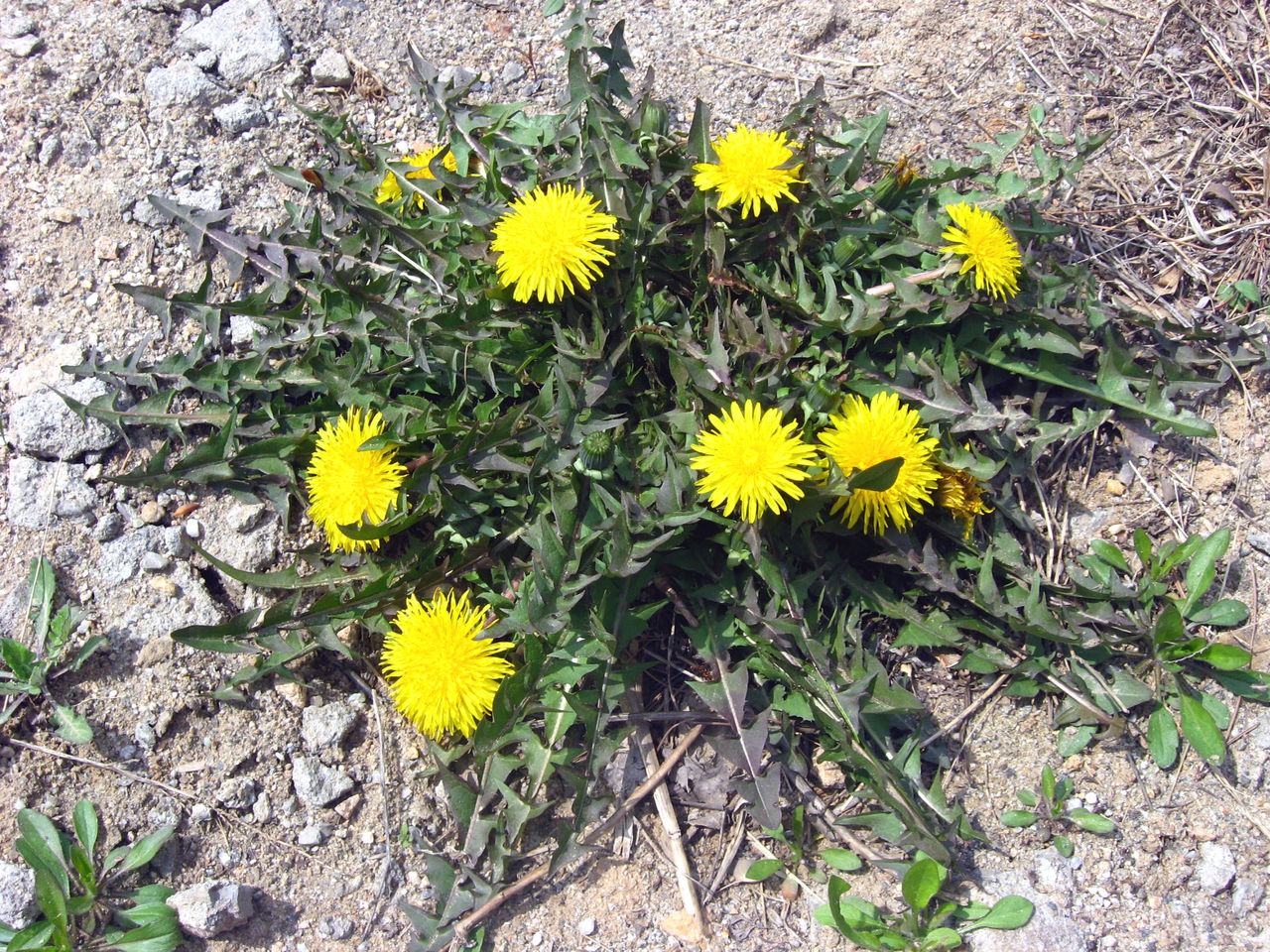 รากแดนดิไลออน - Dandelion 10 ราก