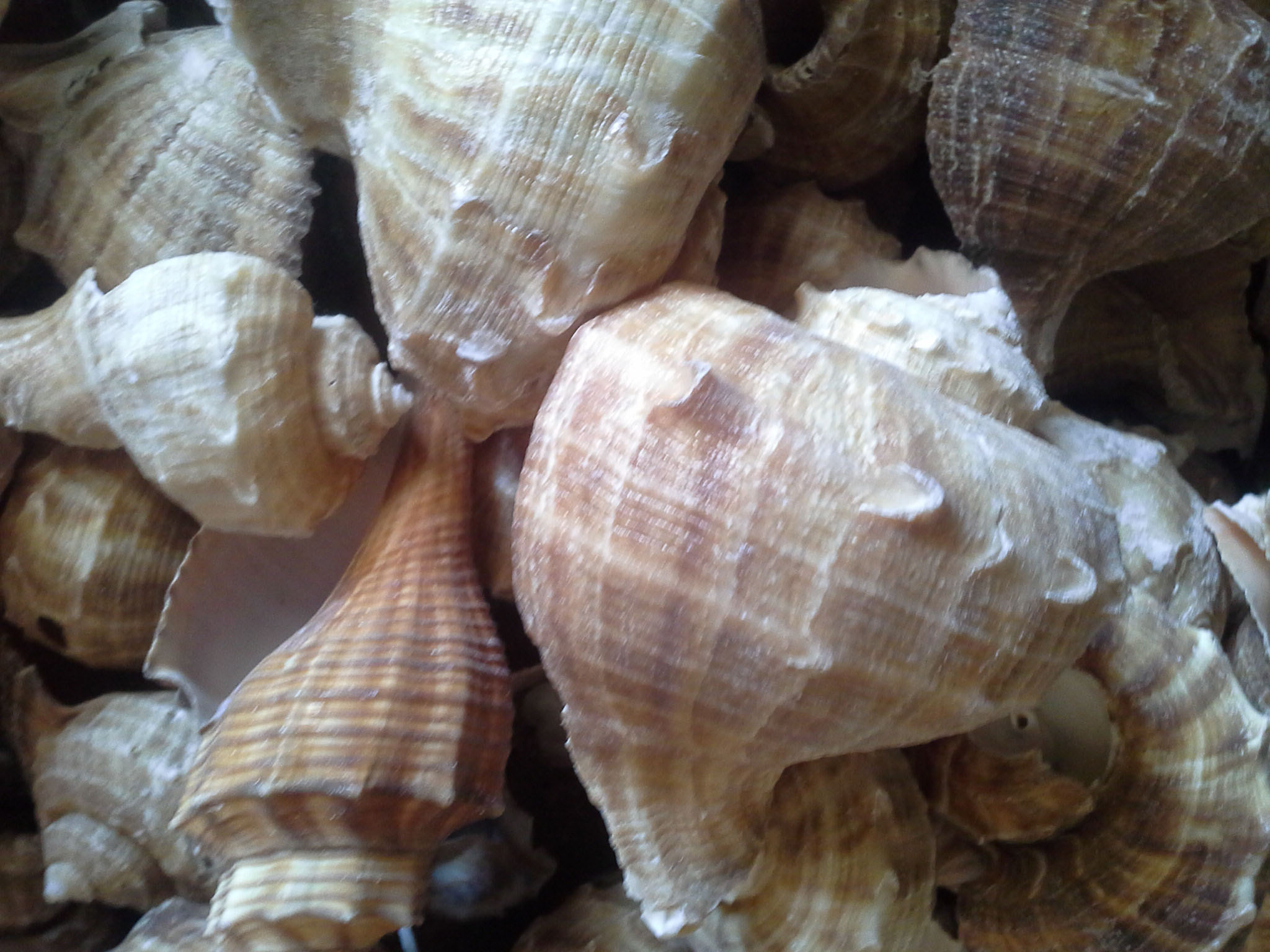 หอยกระโปรงชั่งกิโล