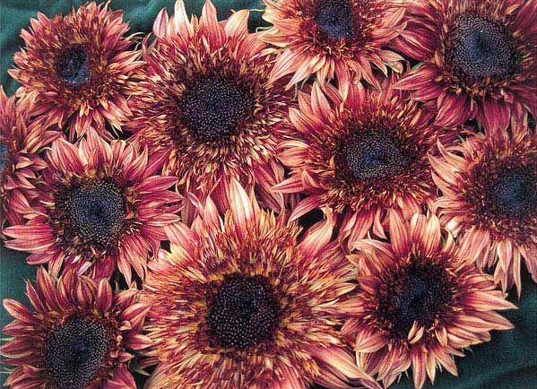 ทานตะวันดับเบิ้ลแดนดี้ - Double Dandy Sunflower