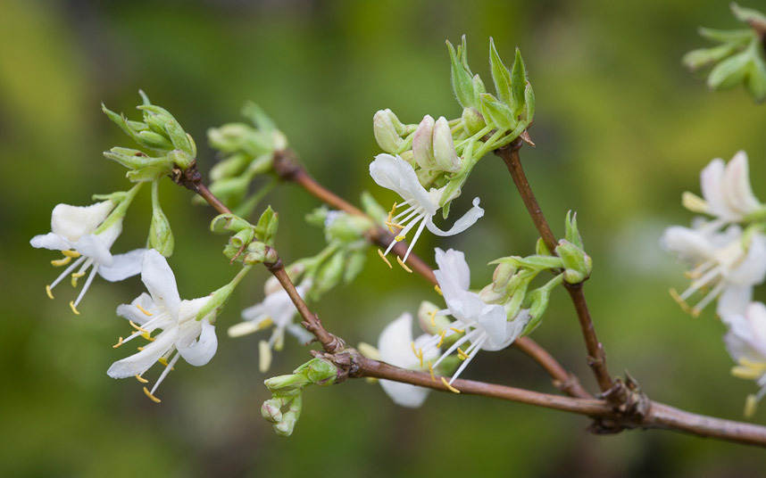 สายน้ำผึ้งสแตนดิช - Lonicera standishii